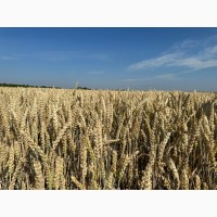 Елітне насіння пшениці Богемія, Чеської селекції