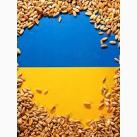 Куплю Пшеницу По всій Україні