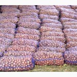 Продам семена картофеля сорт Альвара