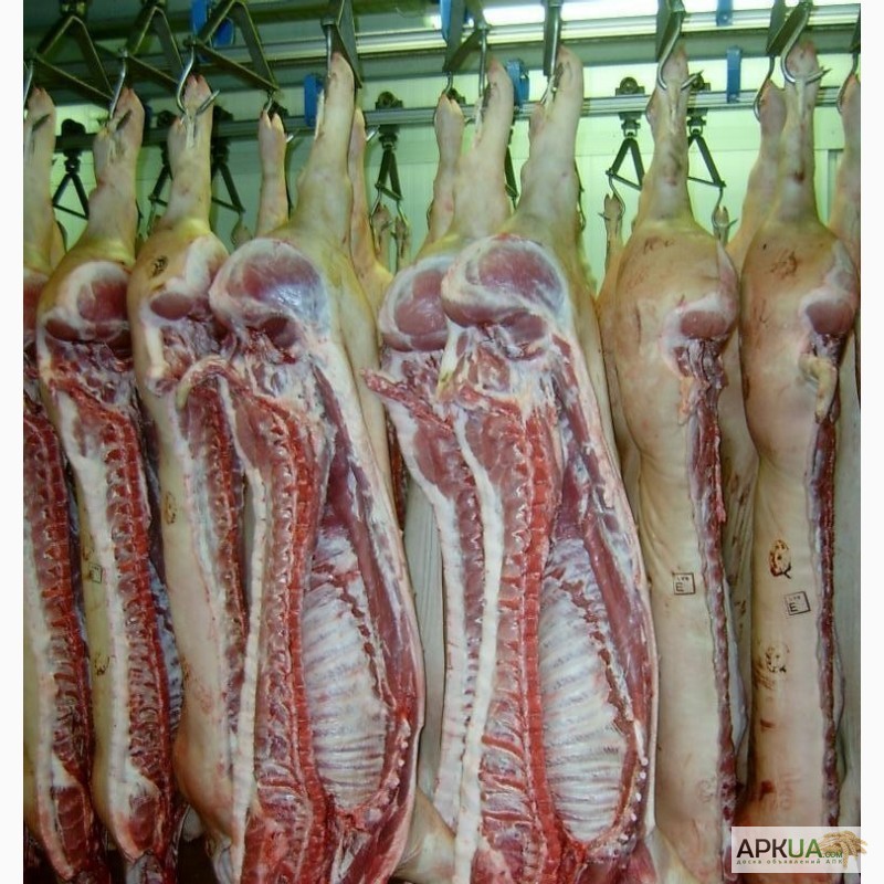 Фото 2. Продается оптом свинина в полутушах 1-2 категории от производителя