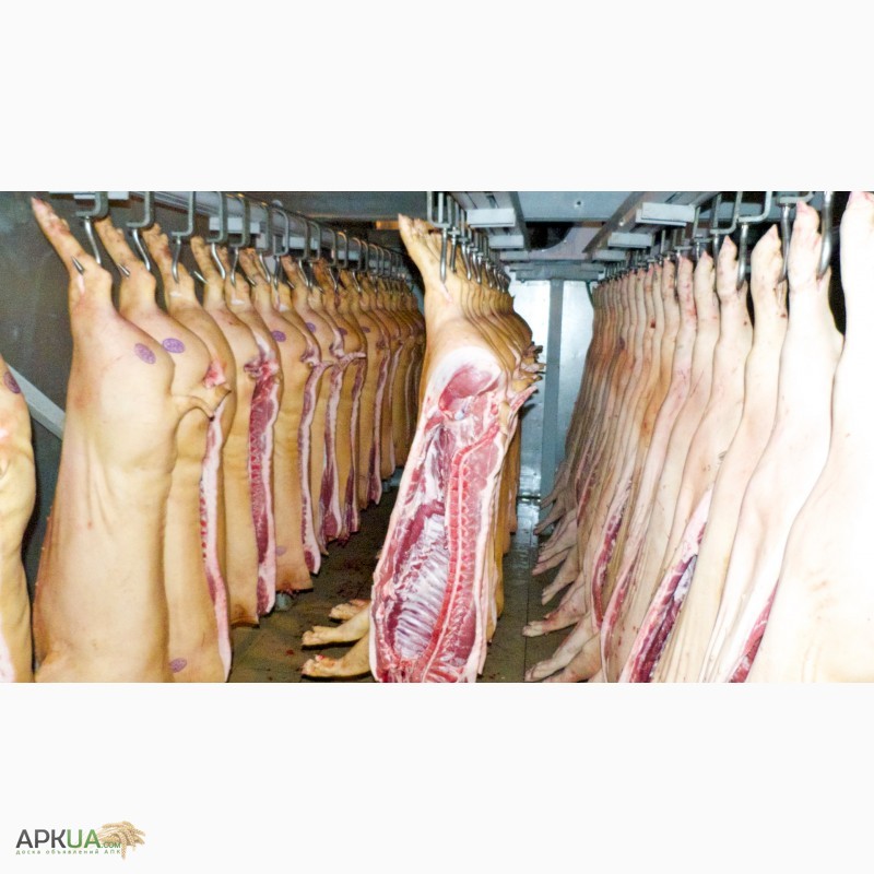 Фото 6. Продается оптом свинина в полутушах 1-2 категории от производителя