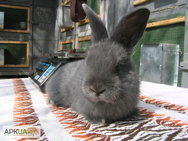 Фото 2. Продам кроликов породы Венский Голубой