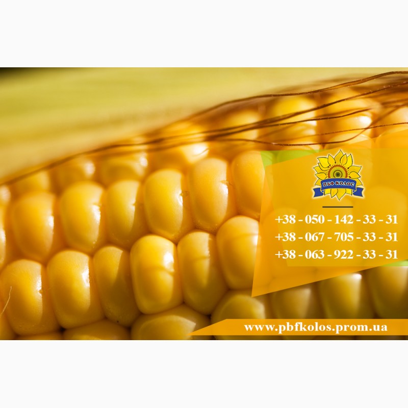 Фото 6. Семена кукурузы / Насіння кукурудзи Оржиця 237 МВ від ПБФ «Колос»