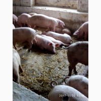 Компания ЭТНОПРОДУКТ-ЮГ реализует поросят и откорм свиней