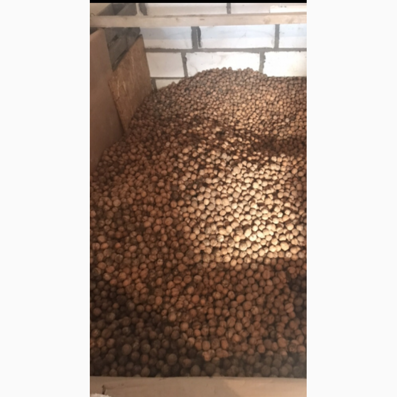 Фото 2. Продам оптом грецкий орех, урожай 2018г