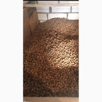 Продам оптом грецкий орех, урожай 2018г