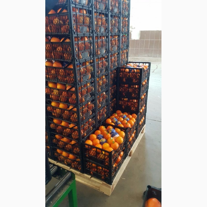 Фото 2. Апельсины, лимоны, мандарины_ ОПТ от производителя из Турции