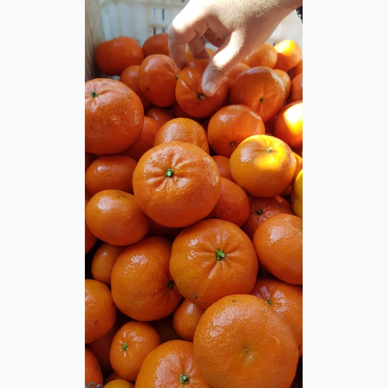 Фото 3. Апельсины, лимоны, мандарины_ ОПТ от производителя из Турции