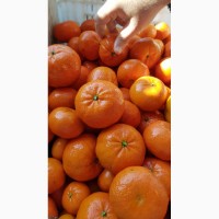 Апельсины, лимоны, мандарины_ ОПТ от производителя из Турции