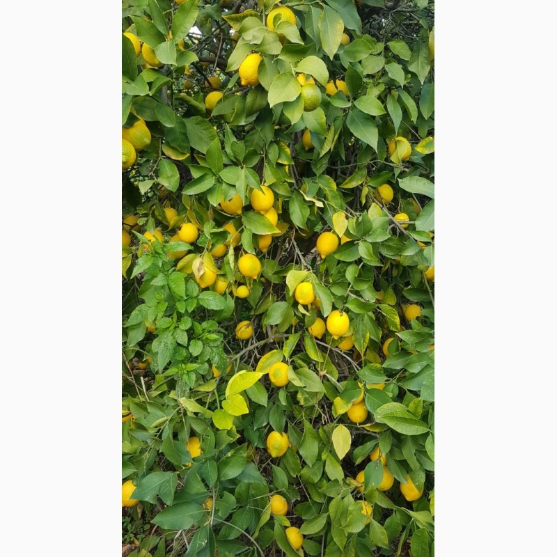 Фото 4. Апельсины, лимоны, мандарины_ ОПТ от производителя из Турции