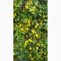 Апельсины, лимоны, мандарины_ ОПТ от производителя из Турции