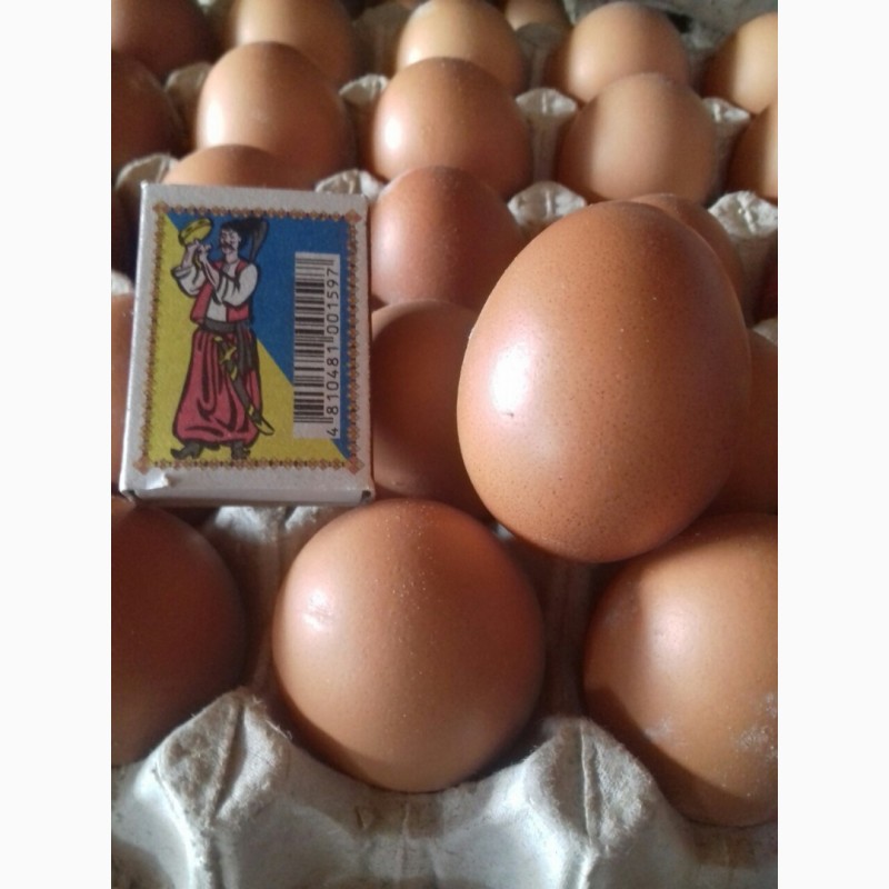 Фото 4. Продам яйцо оптом