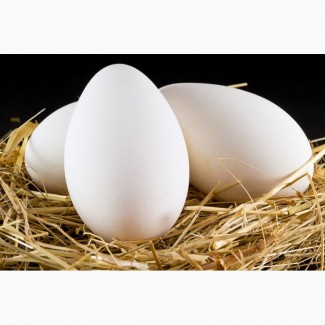 Продаємо інкубаційне яйце гусей породи Велика сіра