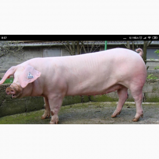Продам свиней 140-170кг