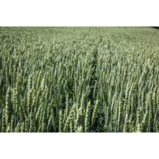 Насіння пшениці 2019року НС 40С (NS SEME, протруєна протруйником Ламардор) мішок 25кг