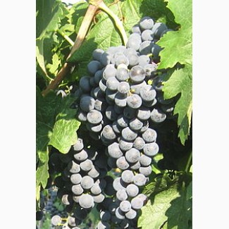 Продам виноград технических сортов:Кабарне-Совиньон, Мерло