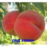 Продам садженці персика