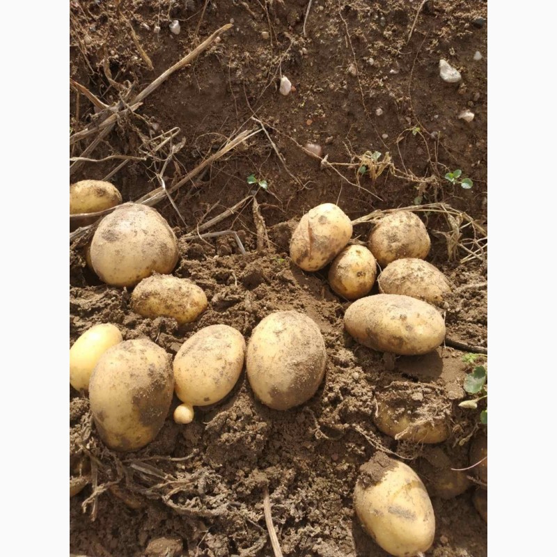 Фото 4. Продам картоплю