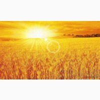Закупаем пшеницу фуражную.Новый урожай 2020 года