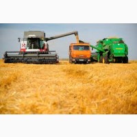 Купим зерновые: Пшеница с поля