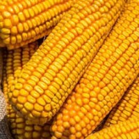 Насіння кукурудзи Монблан ФАО 320 (стандарт)