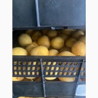 Продам абрикос ананаска