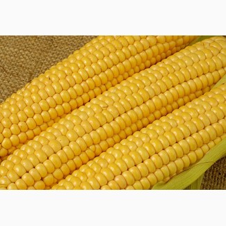 Продам кукурудзу 400 тонн, Черкаська обл, Умань
