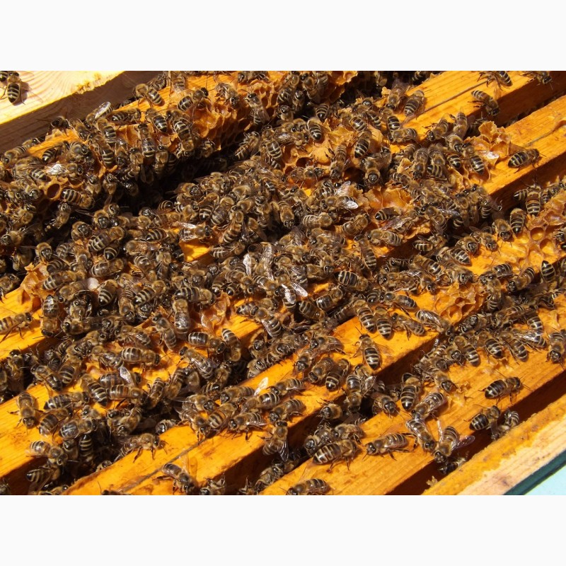 Фото 3. Пчелопакеты карпатской породы с доставкой