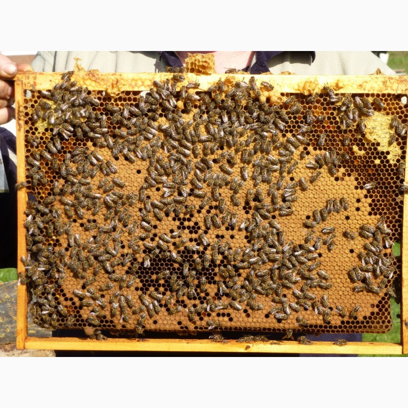 Фото 2. Пчелопакеты карпатской породы с доставкой