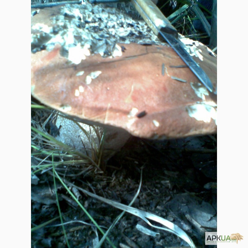 Фото 2. Продам грибы