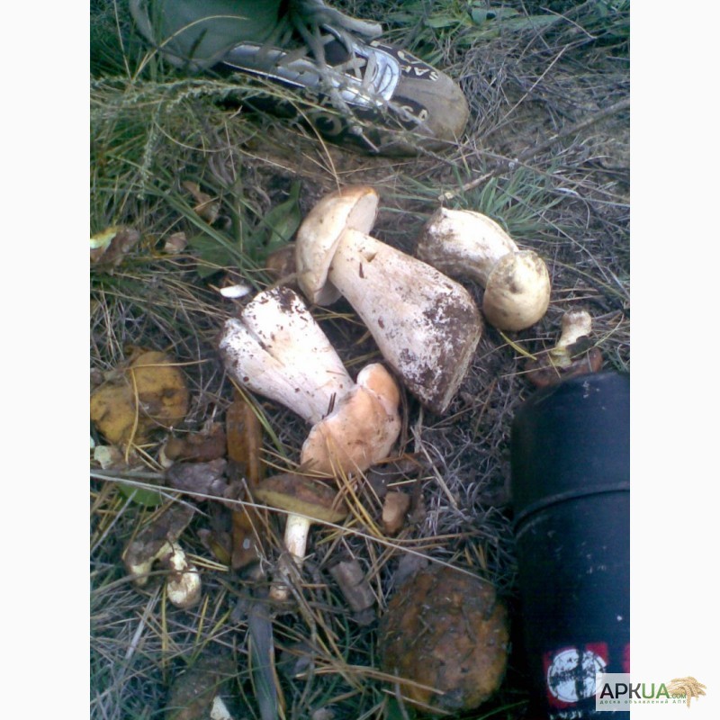 Фото 3. Продам грибы