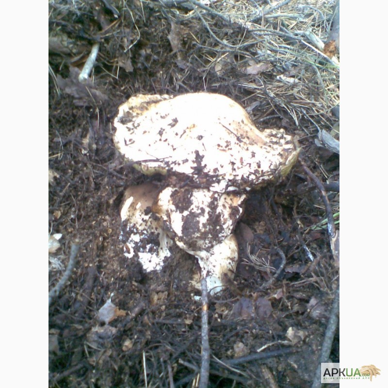Фото 4. Продам грибы