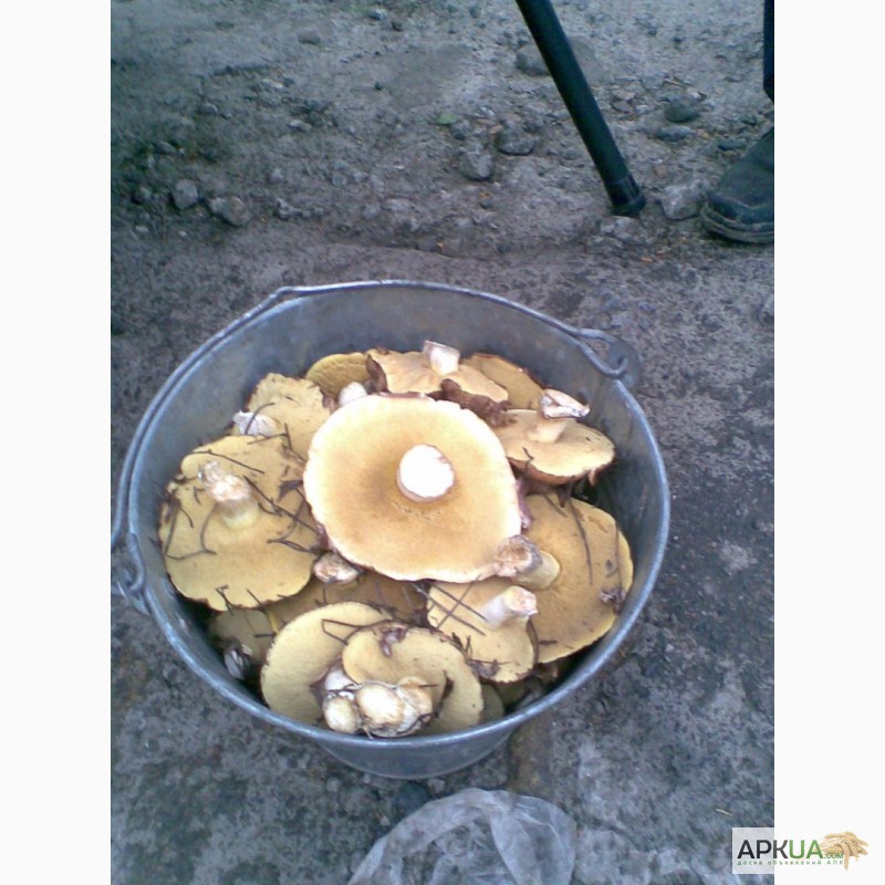 Фото 5. Продам грибы