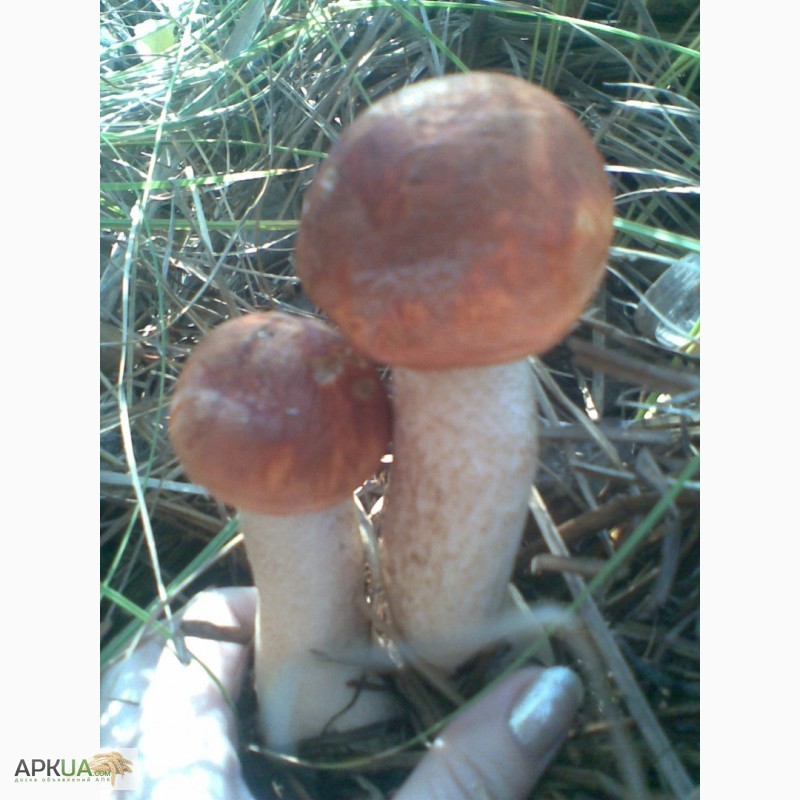 Фото 7. Продам грибы