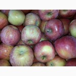 Продам яблоки оптом-Польские Симиринка, Голден, Чимпеон, Сильдорен, Голстер 10грн