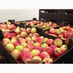 Продам яблоки оптом-Польские Симиринка, Голден, Чимпеон, Сильдорен, Голстер 10грн
