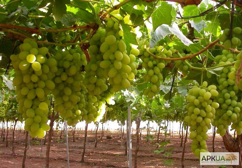 Фото 14. Продаем виноград из Испании