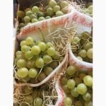 Продаем виноград из Испании