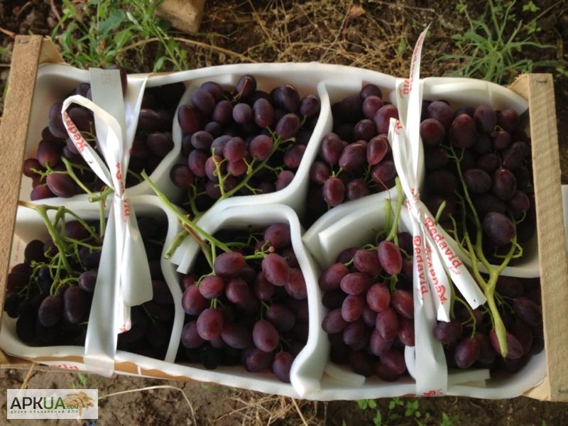 Фото 7. Продаем виноград из Испании