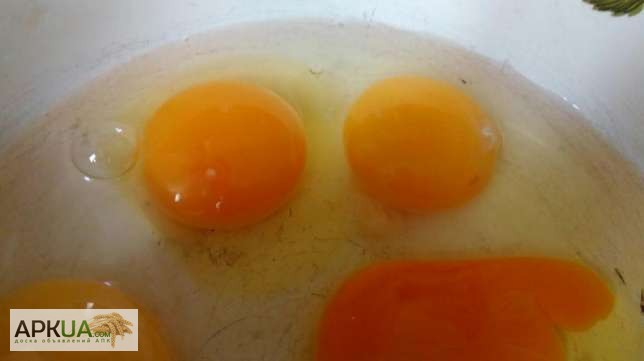 Фото 2. Продам инкубационное яйцо домашних кур
