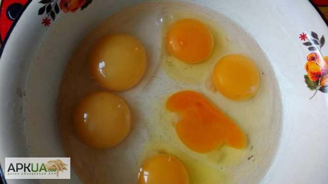 Фото 5. Продам инкубационное яйцо домашних кур