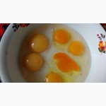 Продам инкубационное яйцо домашних кур