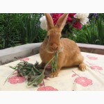 Продам чистокровных кроликов мясной породы – Бургундец