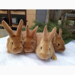 Продам чистокровных кроликов мясной породы – Бургундец
