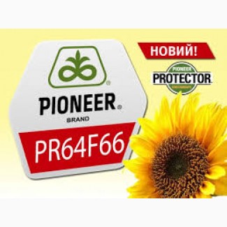 Гибрид подсолнечника PR64F66/ПР64Ф66 КРУ от компании Pioneer