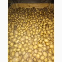 Продам посадочный картофель сорта Аризона