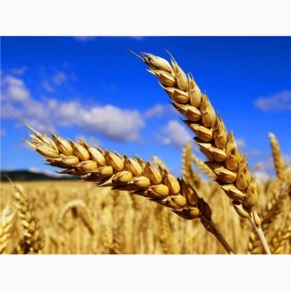 Куплю пшеницу опт ЦІНА ДОГОВІРНА