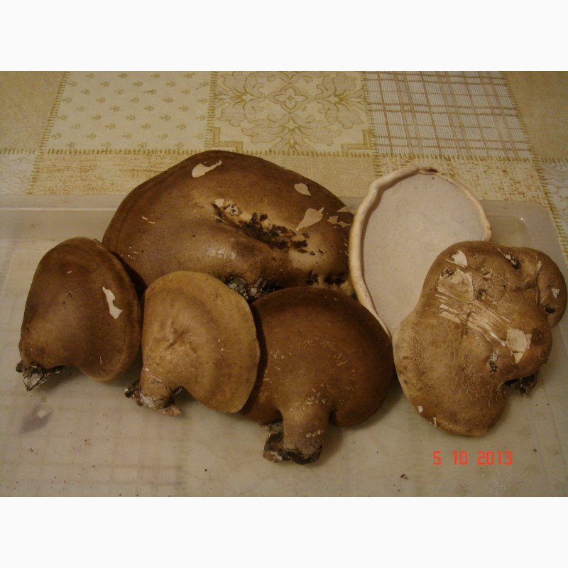 Фото 3. Продам сухие грибы: белые, трутовики берёзовый, серчано-жёлтый, весёлка обыкновенная