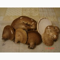 Продам сухие грибы: белые, трутовики берёзовый, серчано-жёлтый, весёлка обыкновенная
