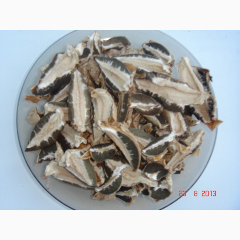 Фото 5. Продам сухие грибы: белые, трутовики берёзовый, серчано-жёлтый, весёлка обыкновенная